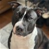 adoptable Dog in philadelphia, pa, PA named Beauty Queen