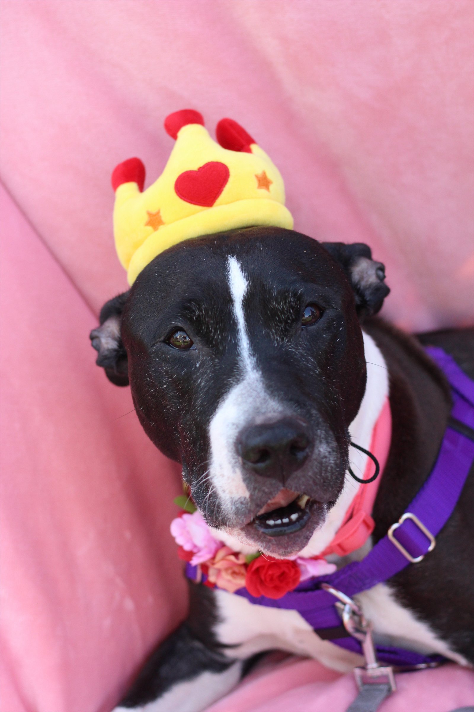 adoptable Dog in Philadelphia, PA named Beauty Queen