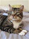 adoptable Cat in philadelphia, PA named Tubs