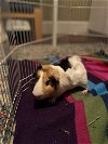 adoptable Guinea Pig in phila, PA named Chicken