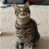adoptable Cat in phila, PA named Friar