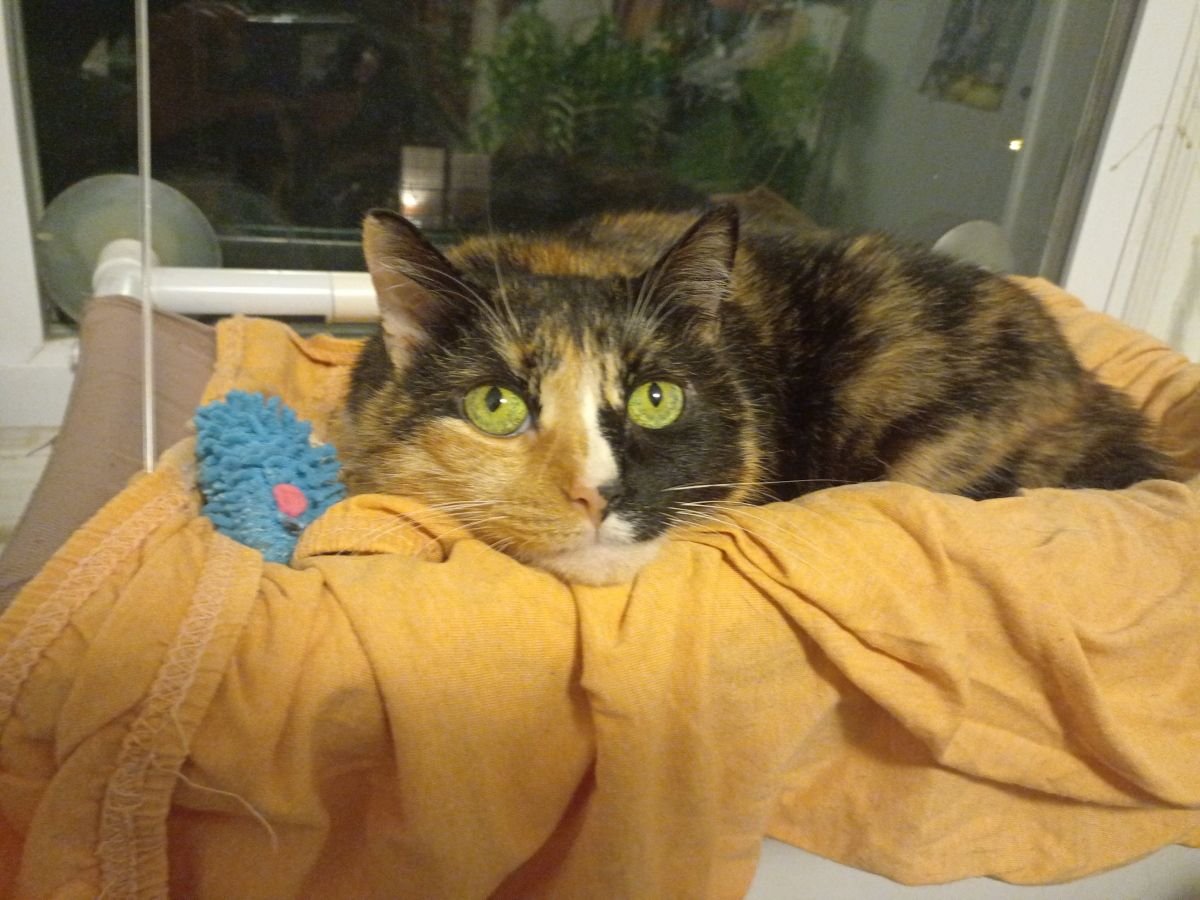 adoptable Cat in Philadelphia, PA named Matilda