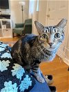 adoptable Cat in philadelphia, PA named Sunshine