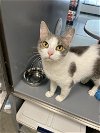adoptable Cat in philadelphia, PA named Strawberry Shortcake