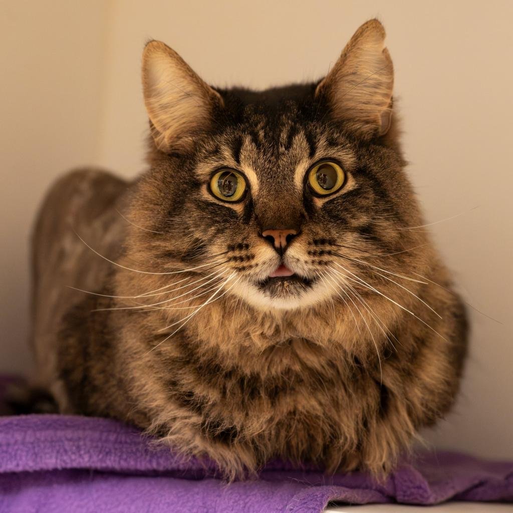 adoptable Cat in Philadelphia, PA named The Magnificent Mr. Milo