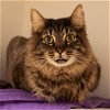 adoptable Cat in adel, IA named The Megalomaniacal Mr. Milo