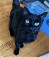 adoptable Cat in philadelphia, PA named Remi