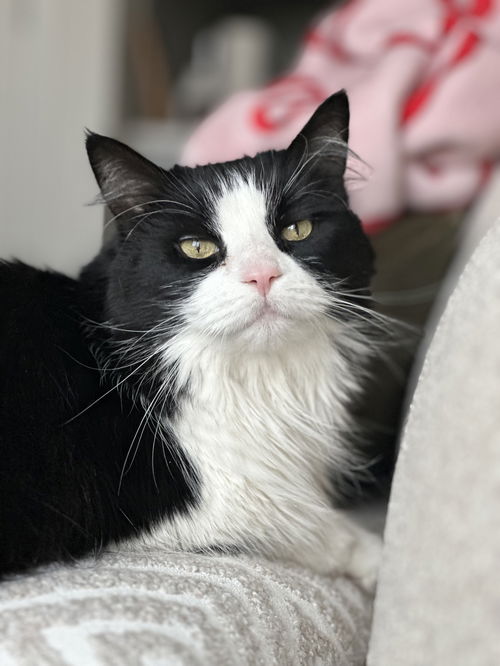 picture of the cat needing adoption
