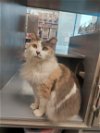 adoptable Cat in adel, IA named Polly