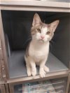 adoptable Cat in phila, PA named Sal