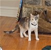 adoptable Cat in phila, PA named Angeline