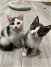 adoptable Cat in  named Harry and Henry **Bonded Pair**