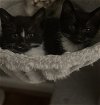 adoptable Cat in adel, IA named North and True **Bonded Pair**