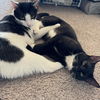 adoptable Cat in Philadelphia, PA named Dash & Jack Jack! (bonded pair)