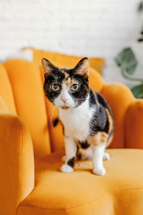 picture of the cat needing adoption
