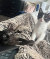 adoptable Cat in Philadelphia, PA named Poe and Puffin *Bonded Pair*