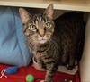 adoptable Cat in Philadelphia, PA named Lucky-Goldstar