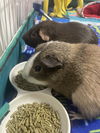 adoptable Guinea Pig in  named Minnie and Mightus