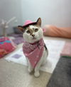 adoptable Cat in Philadelphia, PA named Cali the Pink Pony Girl