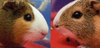 adoptable Guinea Pig in  named Trixie & Cinnamon