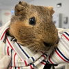 adoptable Guinea Pig in  named Caramel