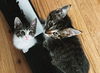 adoptable Cat in , PA named Hazel & Willow *Bonded Pair*