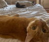 adoptable Cat in Philadelphia, PA named MJ & Dylan *bonded pair*