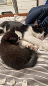 adoptable Cat in , PA named Darla & Ed *bonded pair*