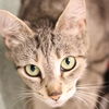 adoptable Cat in  named Brielle