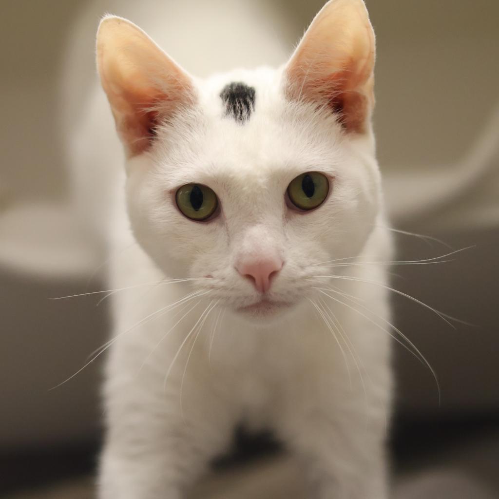 adoptable Cat in Philadelphia, PA named One Dot