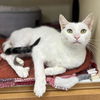 adoptable Cat in  named One Dot