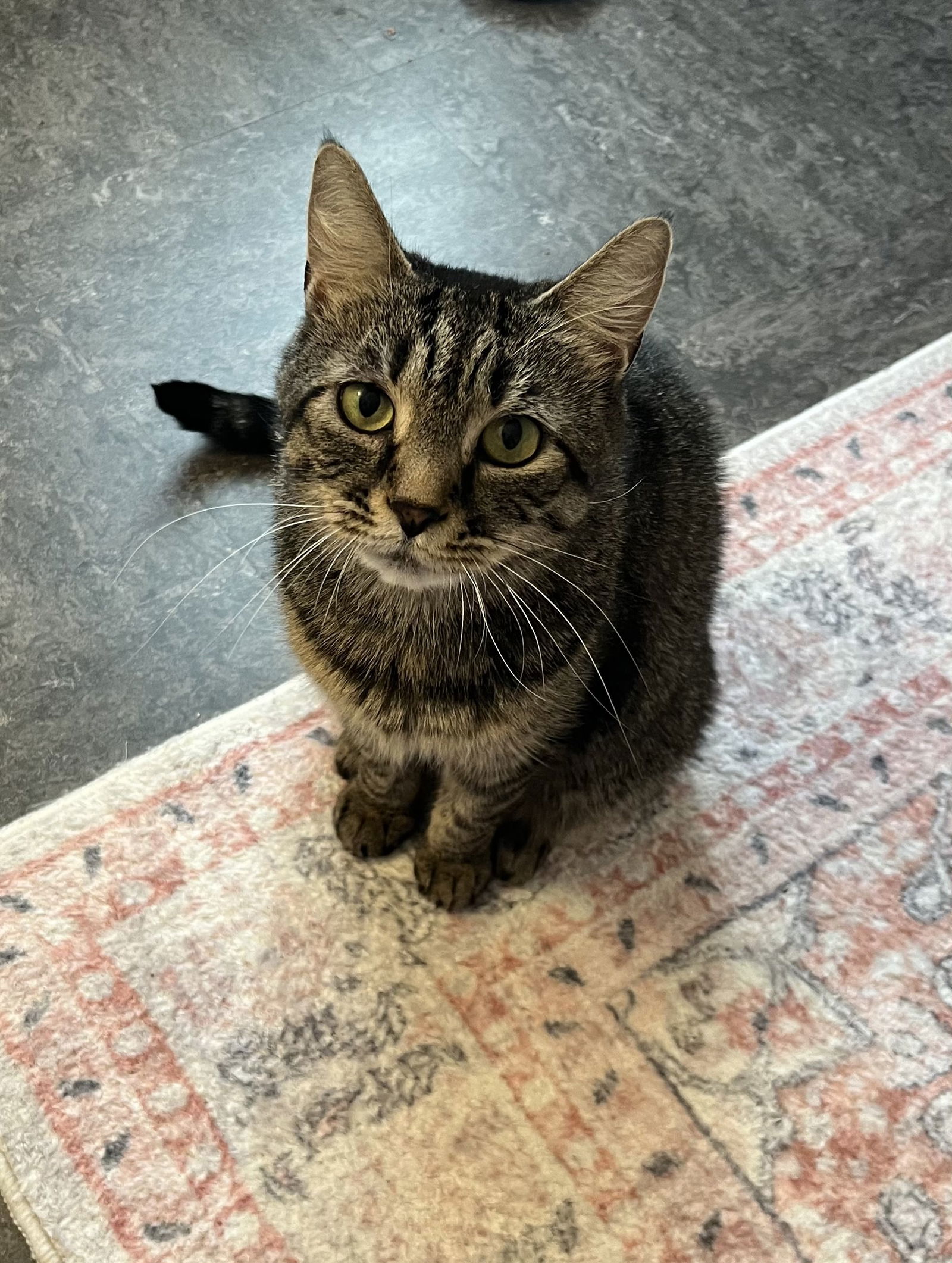 adoptable Cat in Philadelphia, PA named Happy