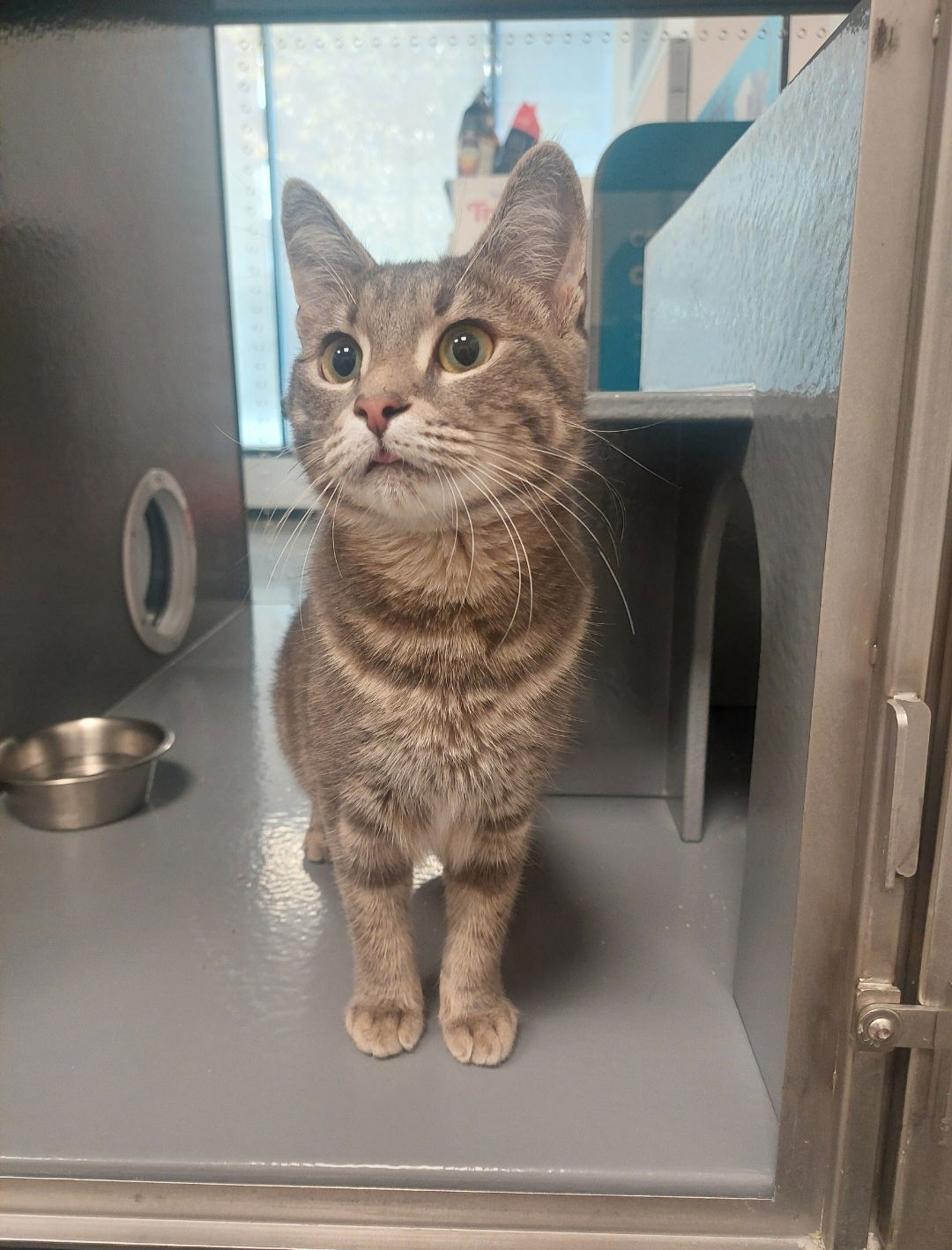 adoptable Cat in Philadelphia, PA named Jacob