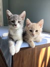 adoptable Cat in  named Blossom & Professor (Bonded Pair)