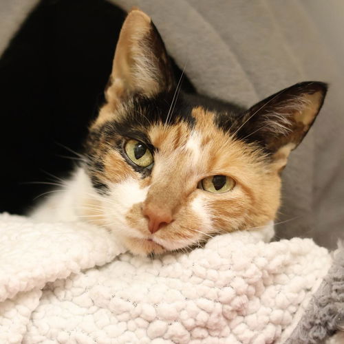 picture of the cat needing adoption