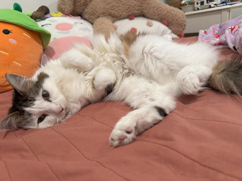 picture of the cat needing adoption