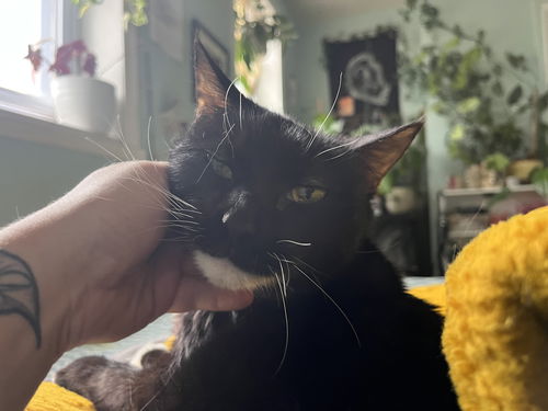 picture of the cat needing adoption