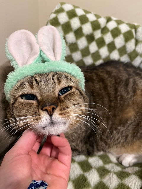 picture of the cat needing adoption