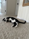 A Cat Named Zoe