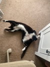 A Cat Named Zoe