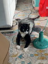 A Cat Named Zoe