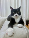 A Cat Named Zoe