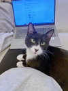 A Cat Named Zoe