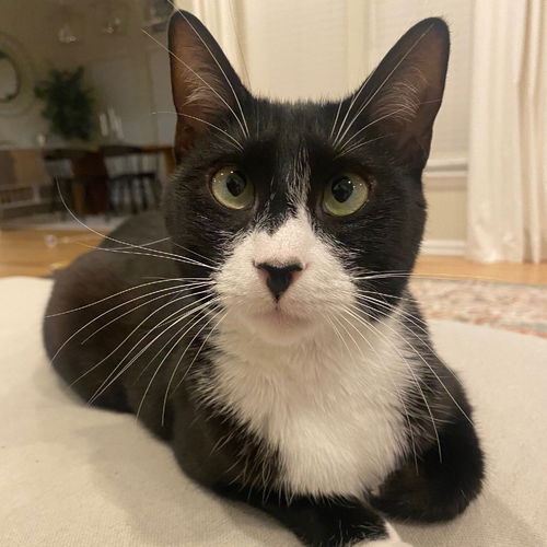 picture of the cat needing adoption
