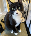 A Cat Named Zoe