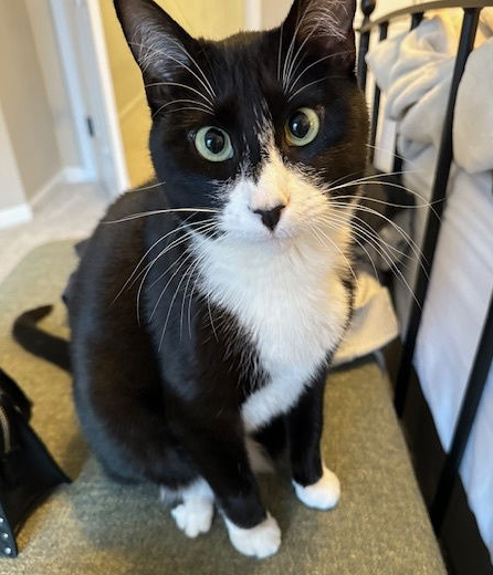 A Cat Named Zoe