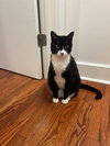 A Cat Named Zoe