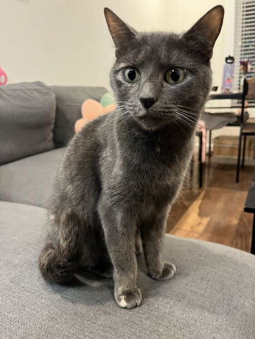 picture of the cat needing adoption