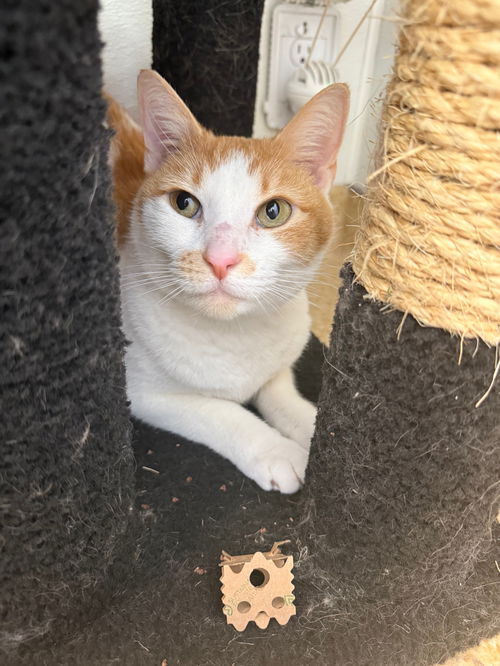 picture of the cat needing adoption