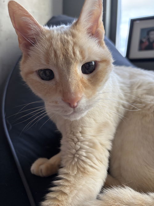 picture of the cat needing adoption